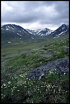 Valley with wildflowers, between Turquoise Lake and Twin Lakes. Lake Clark National Park, Alaska, USA.