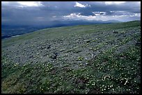 Tundra near Twin Lakes. Lake Clark National Park, Alaska, USA.