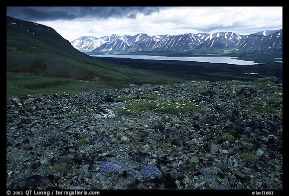 Tundra with forget-me-nots and Twin Lakes. Lake Clark National Park (color)