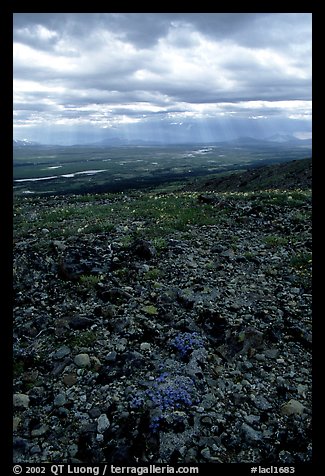 Tundra with forget-me-nots and stormy skies. Lake Clark National Park, Alaska, USA.