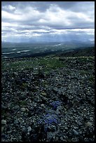 Tundra with forget-me-nots and stormy skies. Lake Clark National Park ( color)