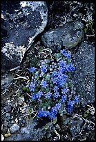 Forget-me-nots. Lake Clark National Park, Alaska, USA. (color)