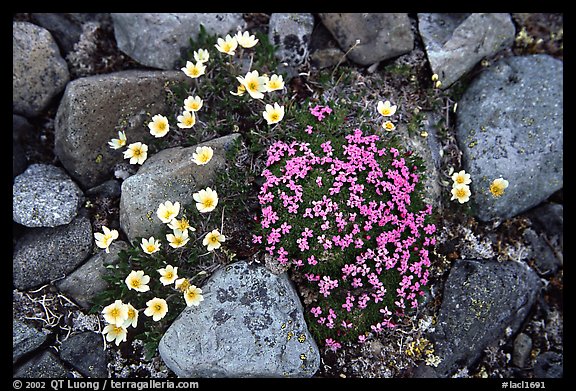 Alpine wildflowers. Lake Clark National Park, Alaska, USA.