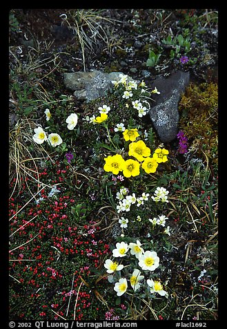 Alpine wildflowers close-ups. Lake Clark National Park, Alaska, USA.