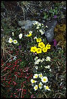 Alpine wildflowers close-ups. Lake Clark National Park, Alaska, USA. (color)