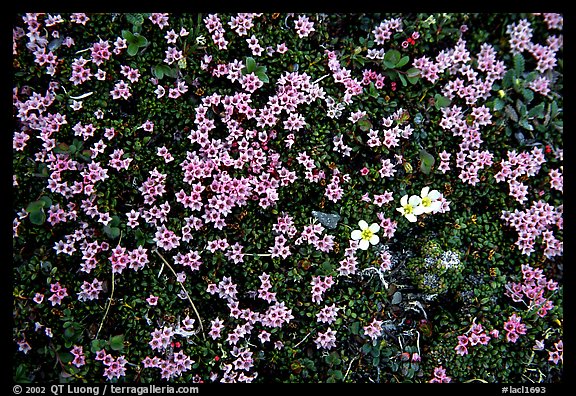 Tundra alpine wildflowers. Lake Clark National Park (color)