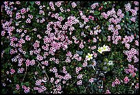 Tundra alpine wildflowers. Lake Clark National Park, Alaska, USA. (color)