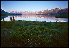 Tundra in summer with wildflowers and Twin Lake shore. Lake Clark National Park, Alaska, USA.