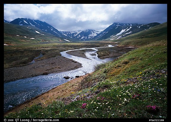 Valley with wildflowers, between Turquoise Lake and Twin Lakes. Lake Clark National Park, Alaska, USA.