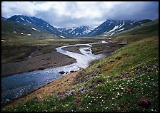 Valley with wildflowers, between Turquoise Lake and Twin Lakes. Lake Clark National Park, Alaska, USA. (color)