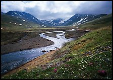 Valley with wildflowers, between Turquoise Lake and Twin Lakes. Lake Clark National Park ( color)