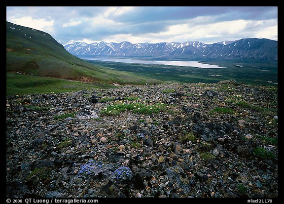 Tundra with blue forget-me-nots and Twin Lakes. Lake Clark National Park (color)