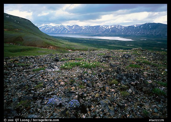 Tundra with blue forget-me-nots and Twin Lakes. Lake Clark National Park, Alaska, USA.