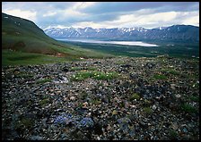 Tundra with forget-me-nots and Twin Lakes. Lake Clark National Park ( color)