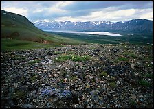 Tundra with blue forget-me-nots and Twin Lakes. Lake Clark National Park, Alaska, USA.