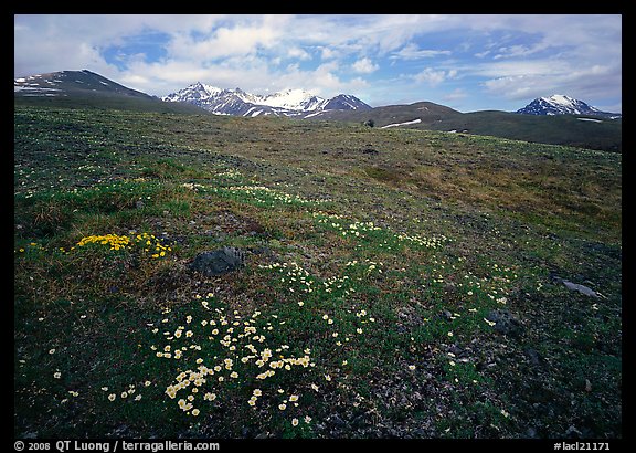 Green tundra slopes with alpine wildflowers and mountains. Lake Clark National Park, Alaska, USA.