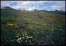 Green tundra slopes with alpine wildflowers and mountains. Lake Clark National Park, Alaska, USA. (color)