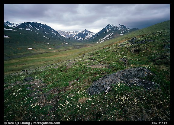 Wildflowers, valley and mountains. Lake Clark National Park, Alaska, USA.