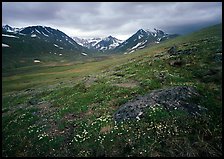 Wildflowers, valley and mountains. Lake Clark National Park, Alaska, USA. (color)