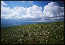 Tundra, wildflowers, and puffy white storm clouds. Lake Clark National Park, Alaska, USA. (color)