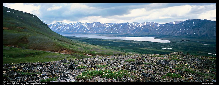Tundra flowers with distant lake and mountains. Lake Clark National Park (color)