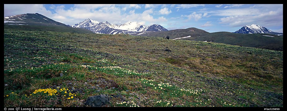 Wildflowers, tundra, and mountains. Lake Clark National Park, Alaska, USA.