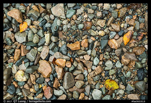 Close up of pebbles and fallen leaves on shore of Lake Clark. Lake Clark National Park (color)