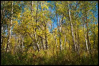 Autumn forest. Lake Clark National Park, Alaska, USA.