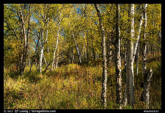 Northern forest in autumn. Lake Clark National Park (color)