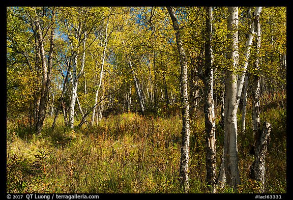 Northern forest in autumn. Lake Clark National Park, Alaska, USA.