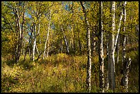 Northern forest in autumn. Lake Clark National Park, Alaska, USA.