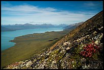 Tundra plants and Lake Clark (Qizhjeh Vena). Lake Clark National Park ( color)