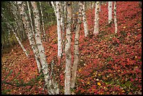 Birch trees and red undergrowth in autumn. Lake Clark National Park, Alaska, USA.