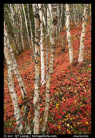 White birch and scarlet forest floor. Lake Clark National Park, Alaska, USA.