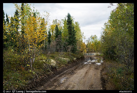 Dirt road near Port Alsworth. Lake Clark National Park (color)