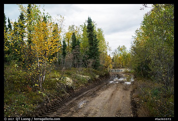 Dirt road near Port Alsworth. Lake Clark National Park (color)