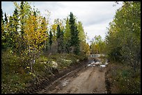 Dirt road near Port Alsworth. Lake Clark National Park ( color)