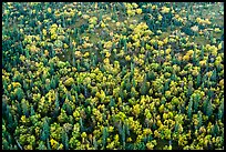 Aerial view of forest in fall foliage. Lake Clark National Park ( color)