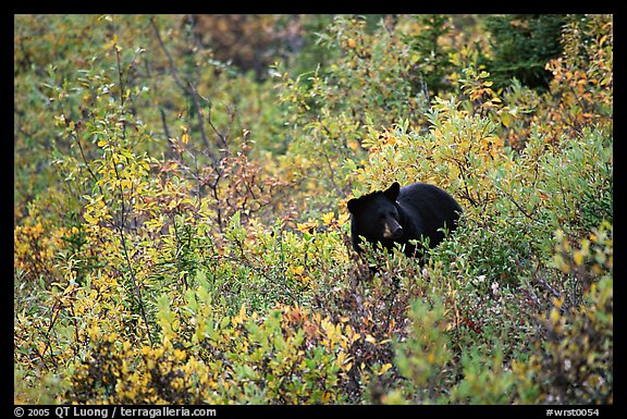 Black bear amongst brush in autumn color. Wrangell-St Elias National Park, Alaska, USA.