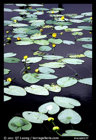 Water lilies in a pond near Chokosna. Wrangell-St Elias National Park, Alaska, USA.