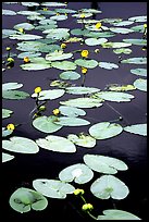 Water lilies in a pond near Chokosna. Wrangell-St Elias National Park ( color)