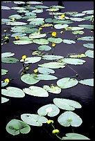 Water lilies in a pond near Chokosna. Wrangell-St Elias National Park, Alaska, USA. (color)