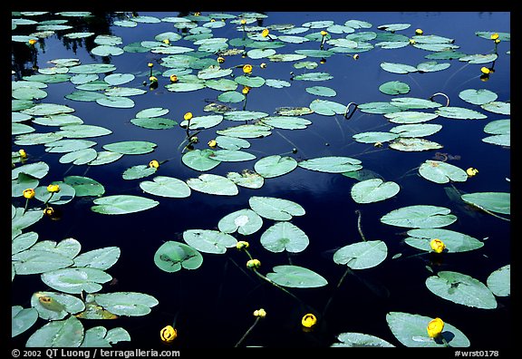 Water lilies blooming in pond near Chokosna. Wrangell-St Elias National Park, Alaska, USA.