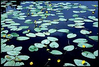 Water lilies blooming in pond near Chokosna. Wrangell-St Elias National Park ( color)