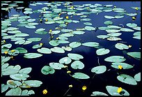 Water lilies blooming in pond near Chokosna. Wrangell-St Elias National Park, Alaska, USA.