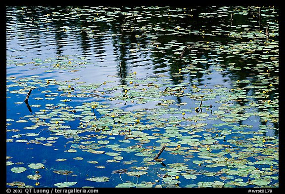 Water lilies and reflextions in pond near Chokosna. Wrangell-St Elias National Park (color)