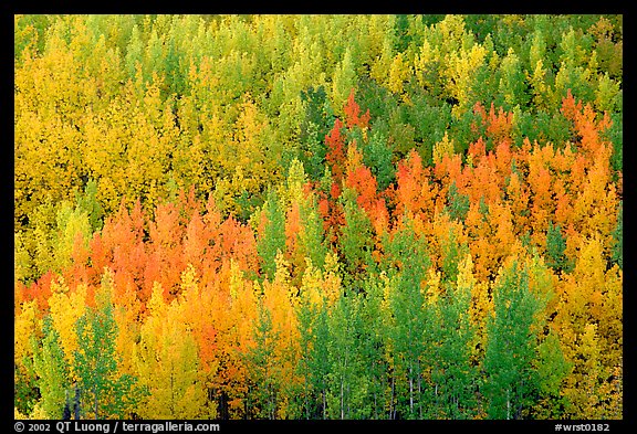 Autunm colors near Chokosna. Wrangell-St Elias National Park, Alaska, USA.