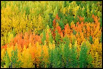 Autunm colors near Chokosna. Wrangell-St Elias National Park ( color)