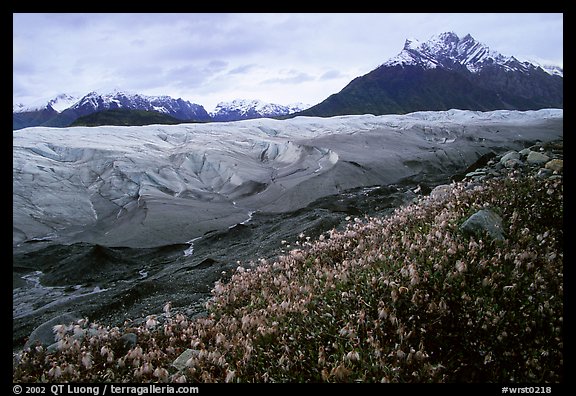 Wildflowers, Mt Donoho above Root glacier. Wrangell-St Elias National Park (color)