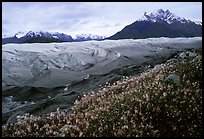 Wildflowers, Mt Donoho above Root glacier. Wrangell-St Elias National Park, Alaska, USA.